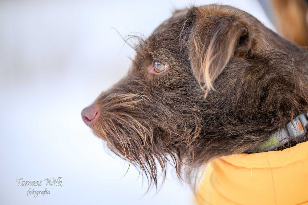 Super szorstkowłosy pies do adopcji!!