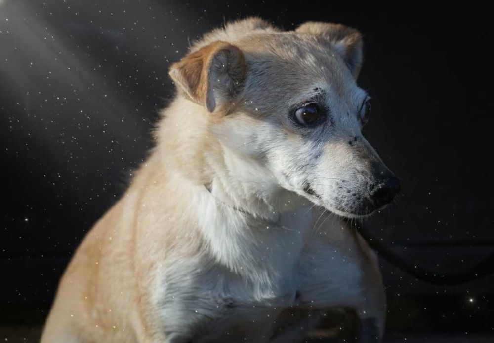 NAVIK - maleńki, staruszek czeka na dom