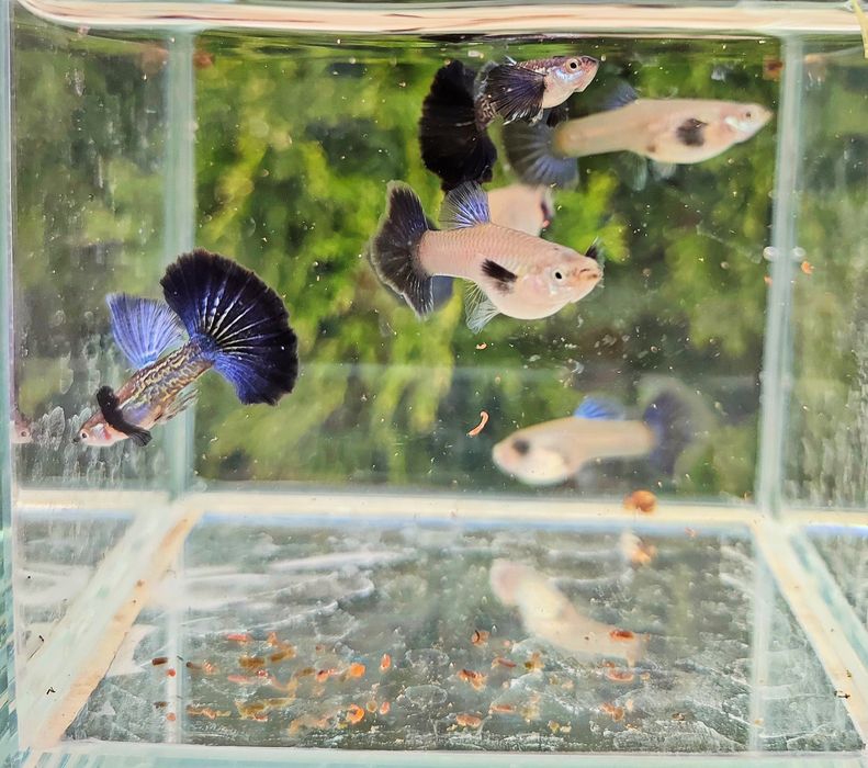 Ryby akwariowe gupiki blue dragon snakeskin halfmoon dumbo