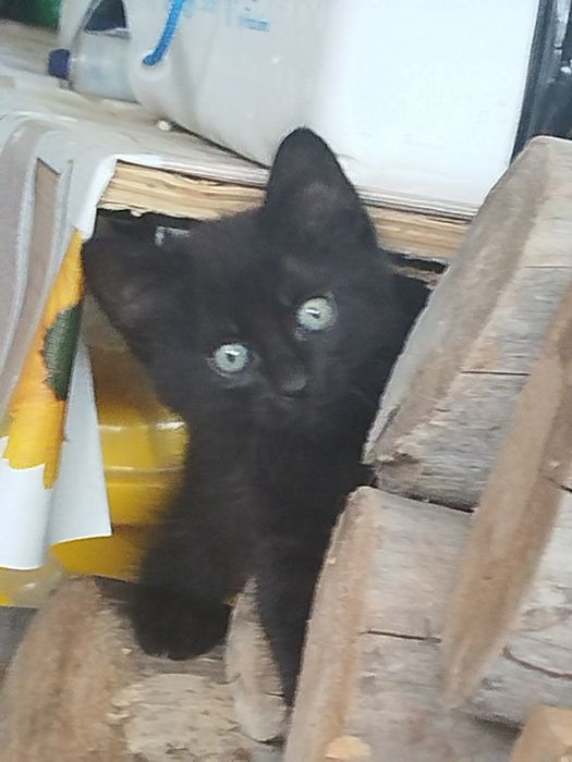 Gatinhos para doar