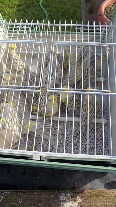 Canários Ágata topázio amarelo mosaico