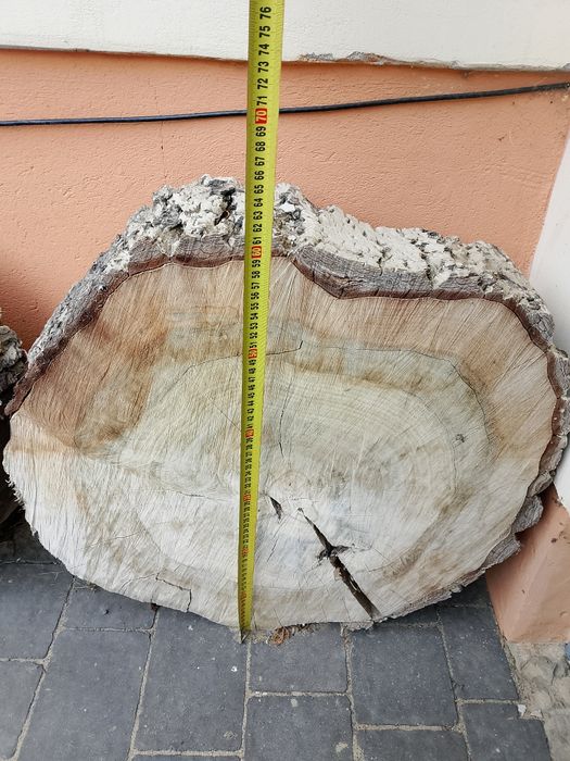 Plaster drzewa krążek orzech