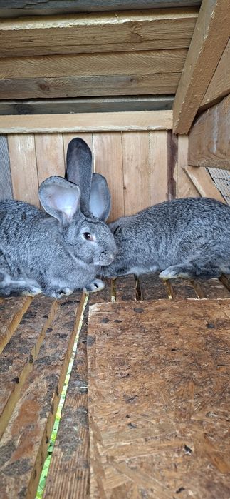 Кролики Б.В  є різні по віку