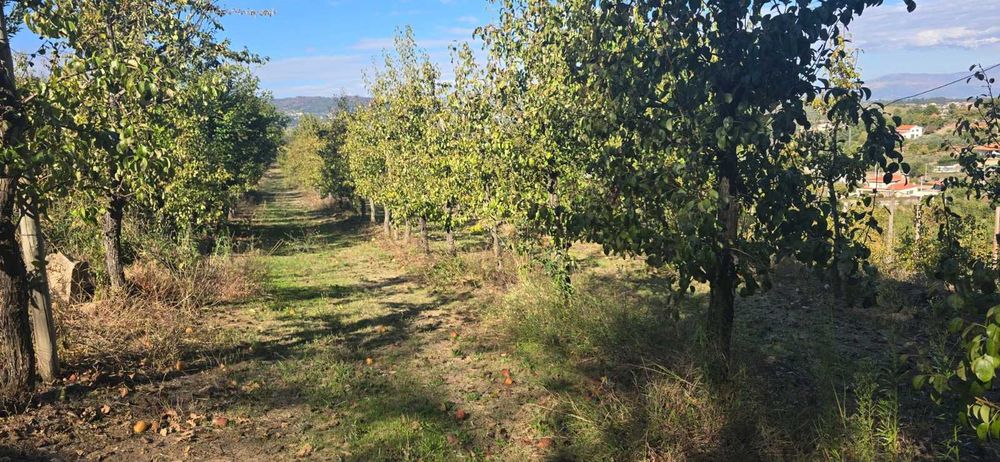 Vende-se Quinta de Santo Antonio