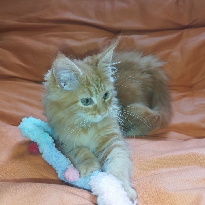Dziewczynka Maine Coon