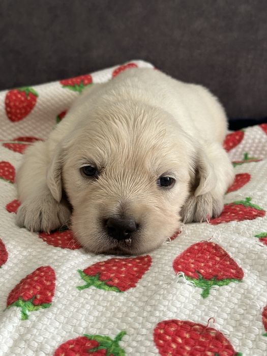 Golden retriever piesek z rodowodem FCI/ ZKwP