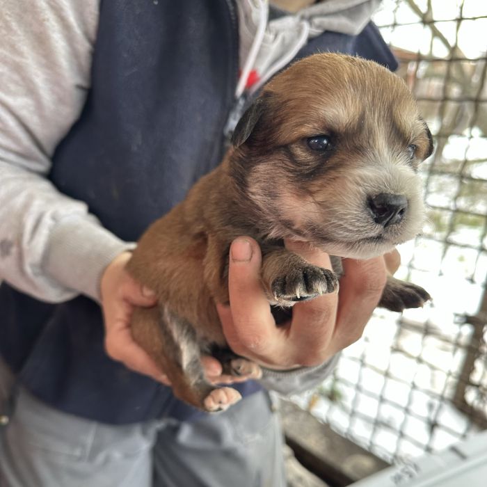 Малеча шукаю дім