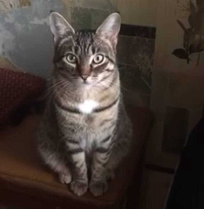 отдам бесплатно котенка