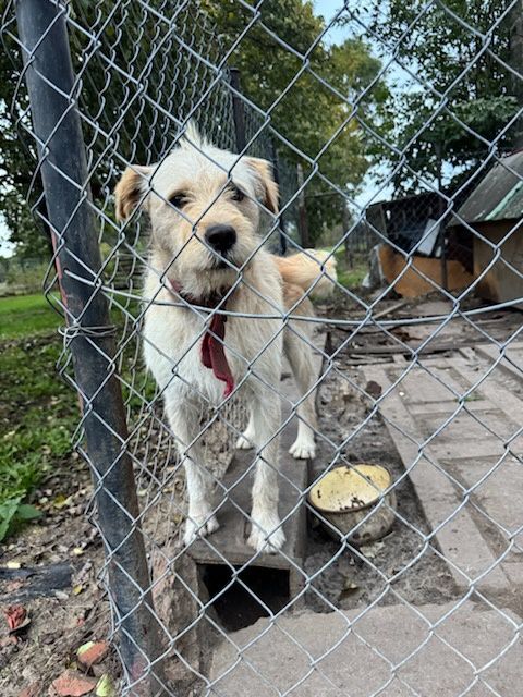 Oddam pieska za darmo