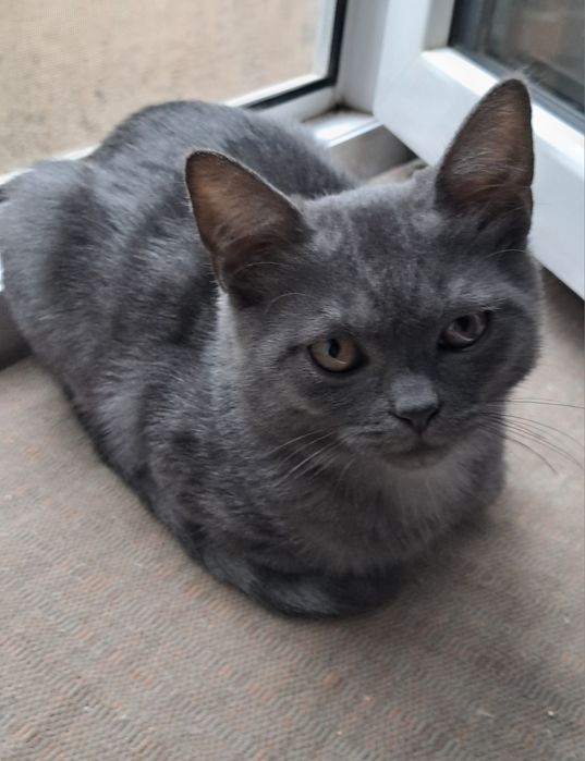 Шукаємо дім кошенятку
