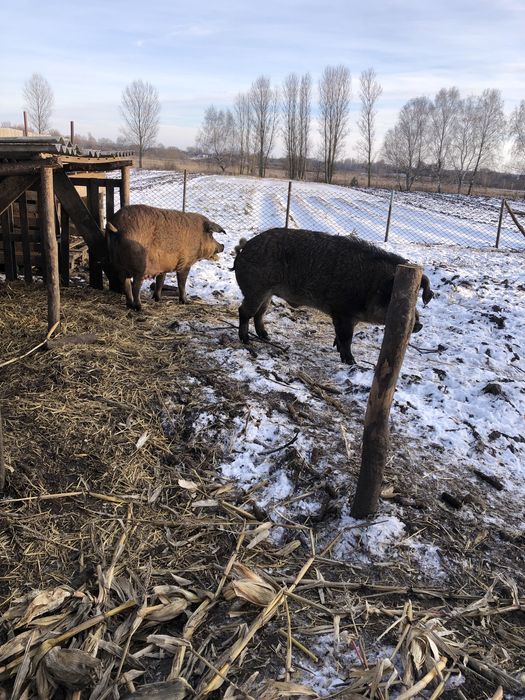 Продам  свиноматку. Та кнура