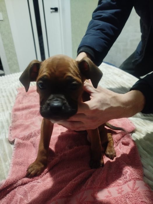 Німецькі боксери