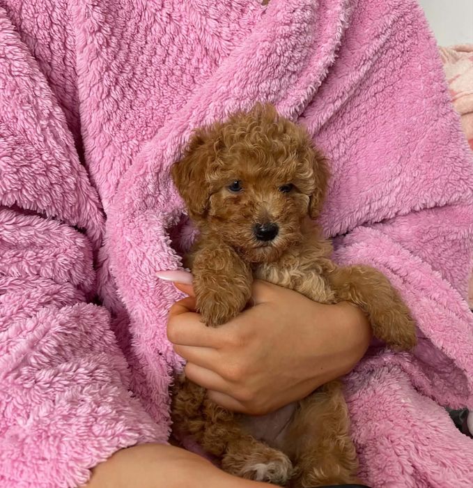 Mega kręcona księżniczka Maltipoo RED Maltańczyk & Pudel Toy szuka domku