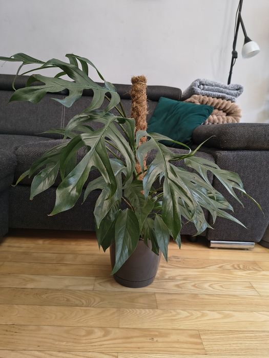 Epipremnum pinatum 'baltic blue'