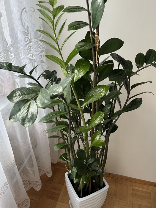 Kwiat Zamiokulkas 1.5 metra
