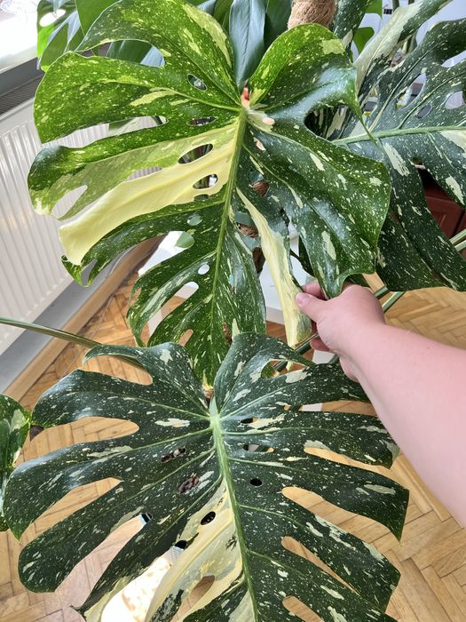 Monstera thai constellation