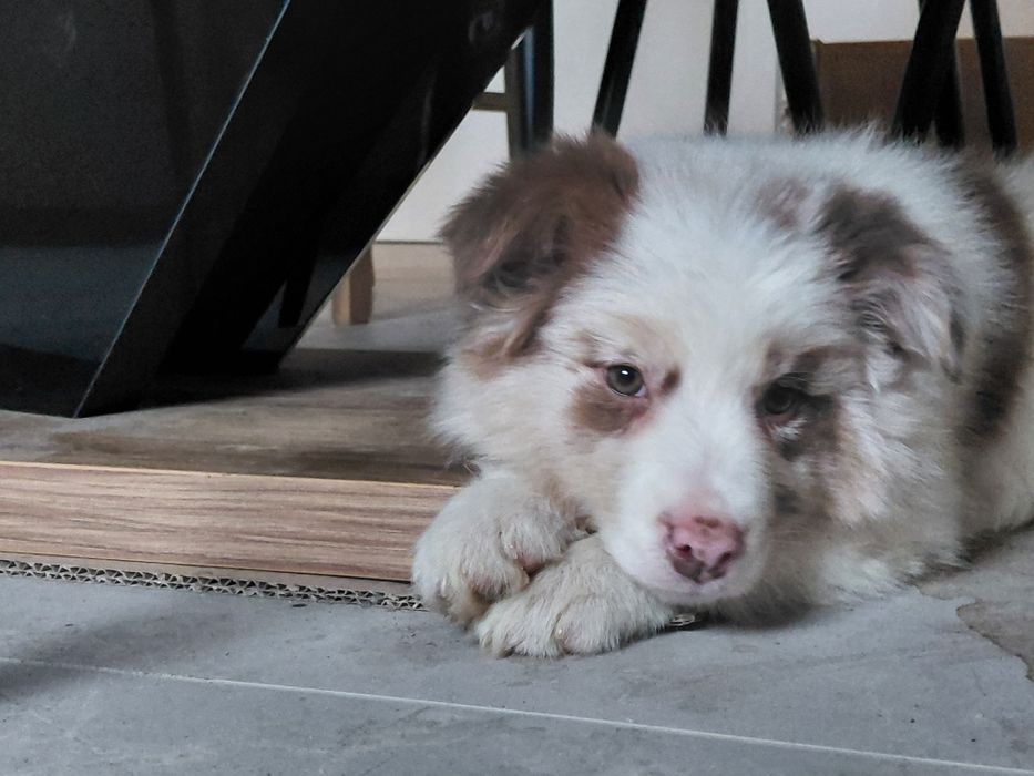 Border collie suczka fci zkwp