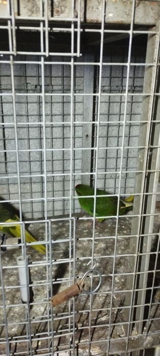 Vendo caturras e kakarakis