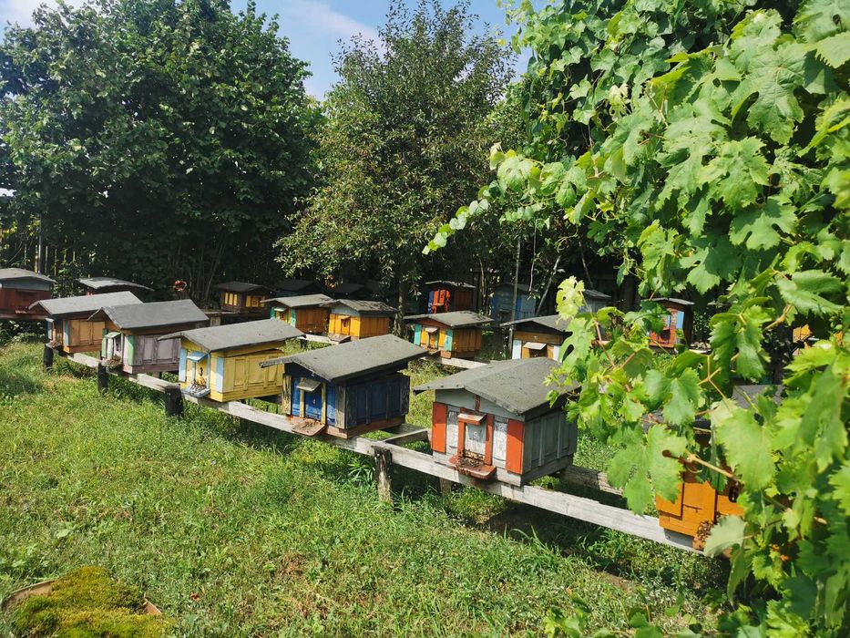 Miód pszczeli naturalny: wielokwiat, rzepakowy 2025