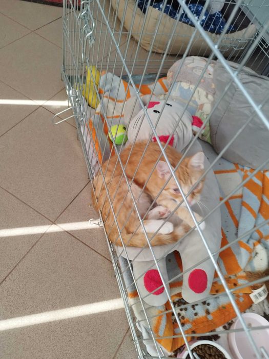 Koty szukają dobrych domków