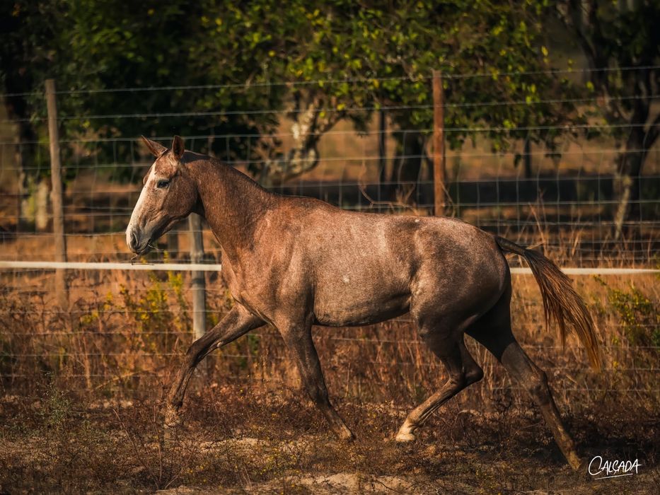 Poldra Lusowarmblood