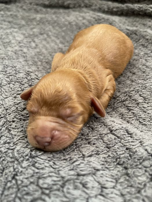 Samiec Cavapoo do rezerwacji
