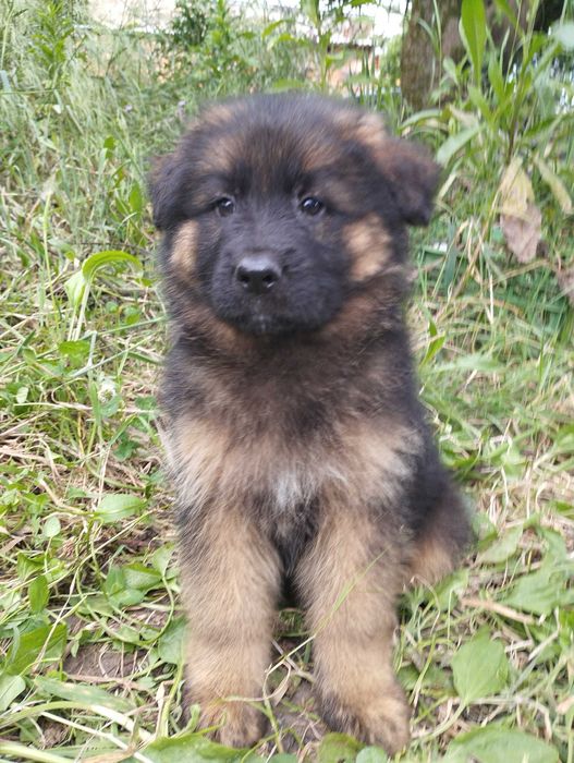 Pastor Alemão pêlo comprido com Lop