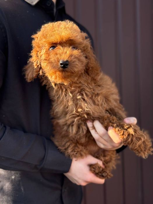 Пудель мініатюра 4 місяці