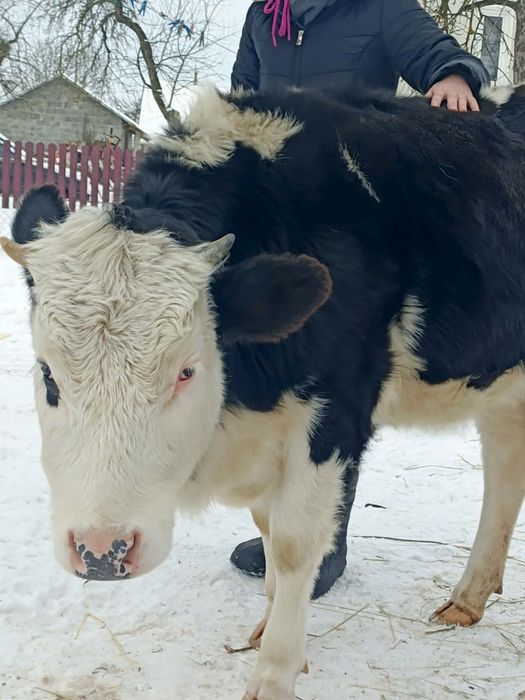 Продам теличку 1 рік і 2 місяців