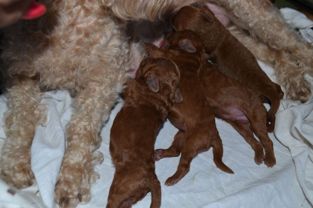 Пудель той для вязки опытный