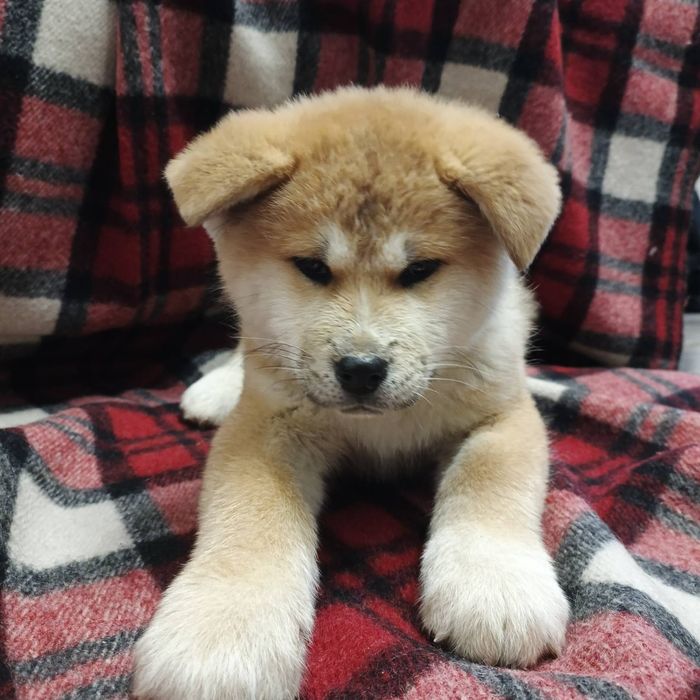 Песики Акіта-іну