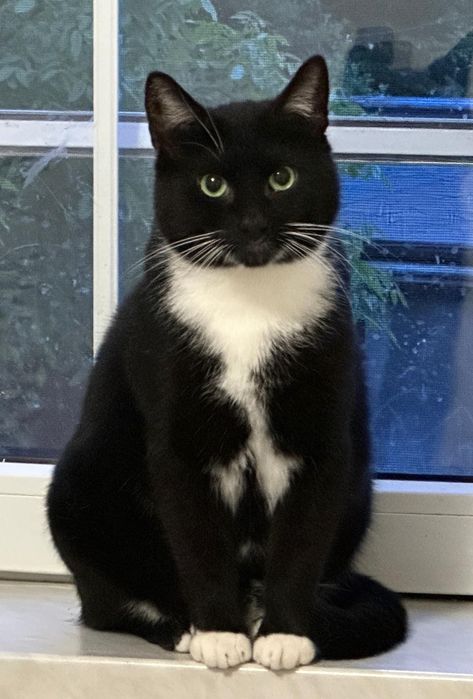 MARTIN – koci dżentelmen w białych skarpetkach