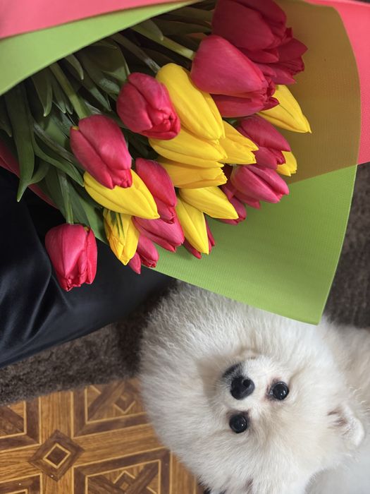 Вязка шпиц бесплатно