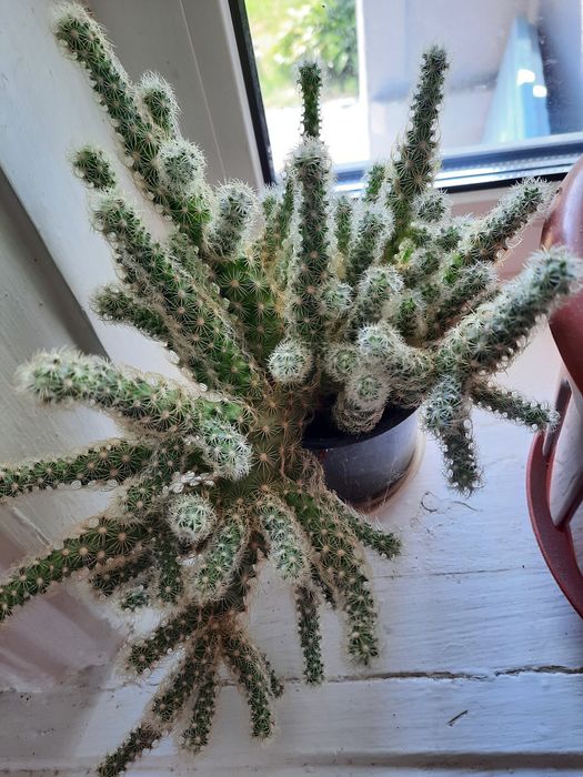 Кактус кімнатний