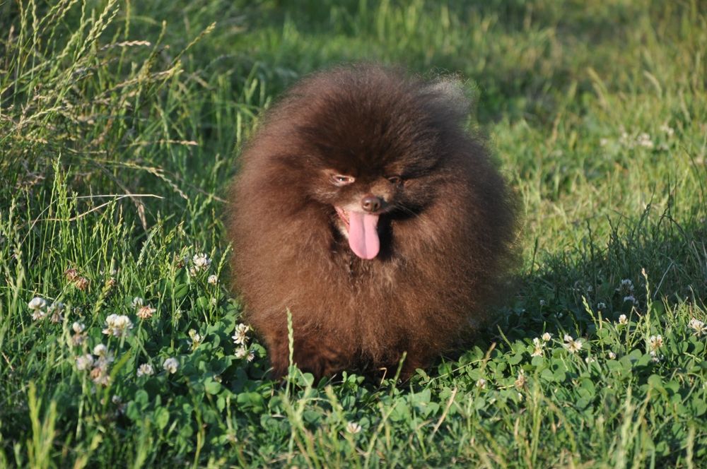 Кобель померанского шпица шоколад вязка.