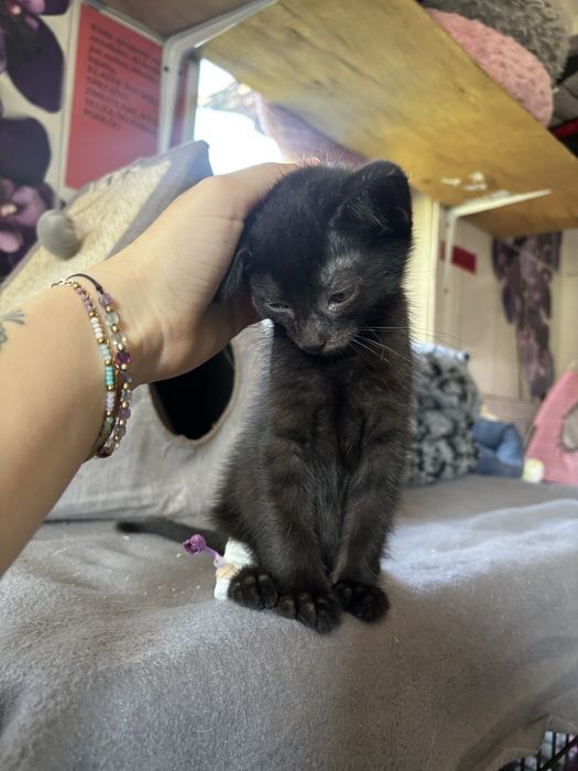 Czarne koty szukqja domu