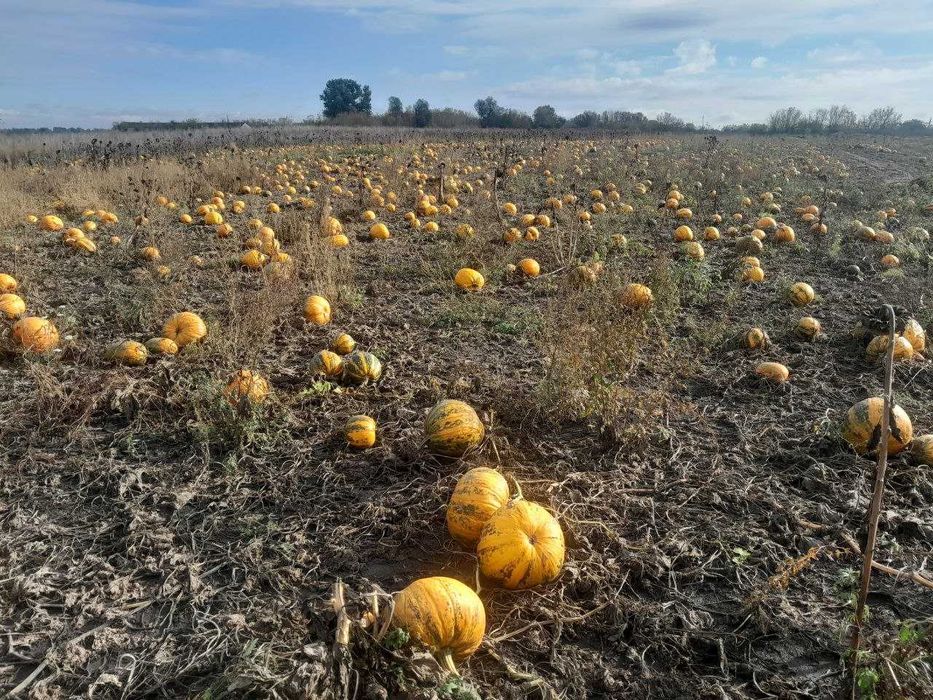 Продам насіння гарбуза Українка багатоплідна