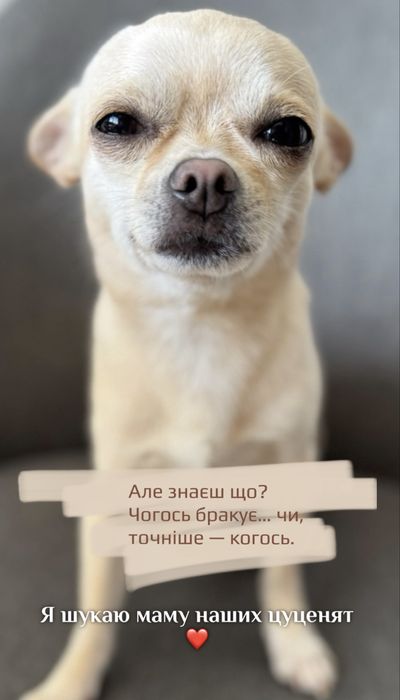 Шукаю дівчину чіхуахуа