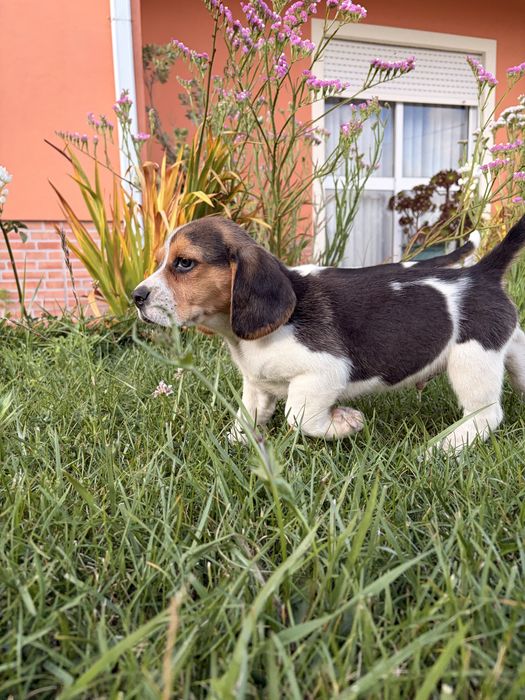 Beagle  macho puro