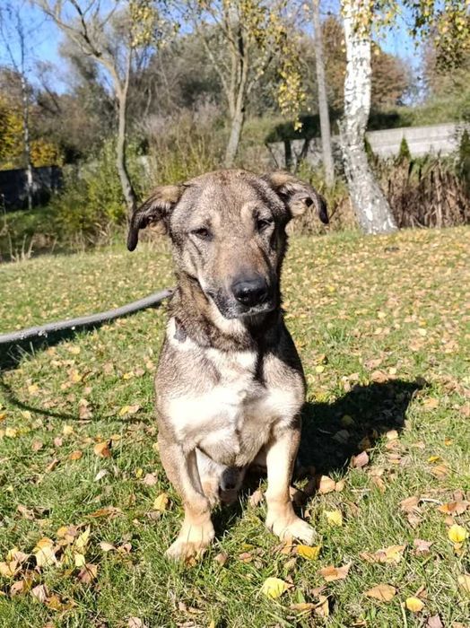 Kufa pieszczoch w schronisku bez wolontariatu