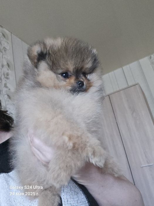 Шпиц мини мальчик