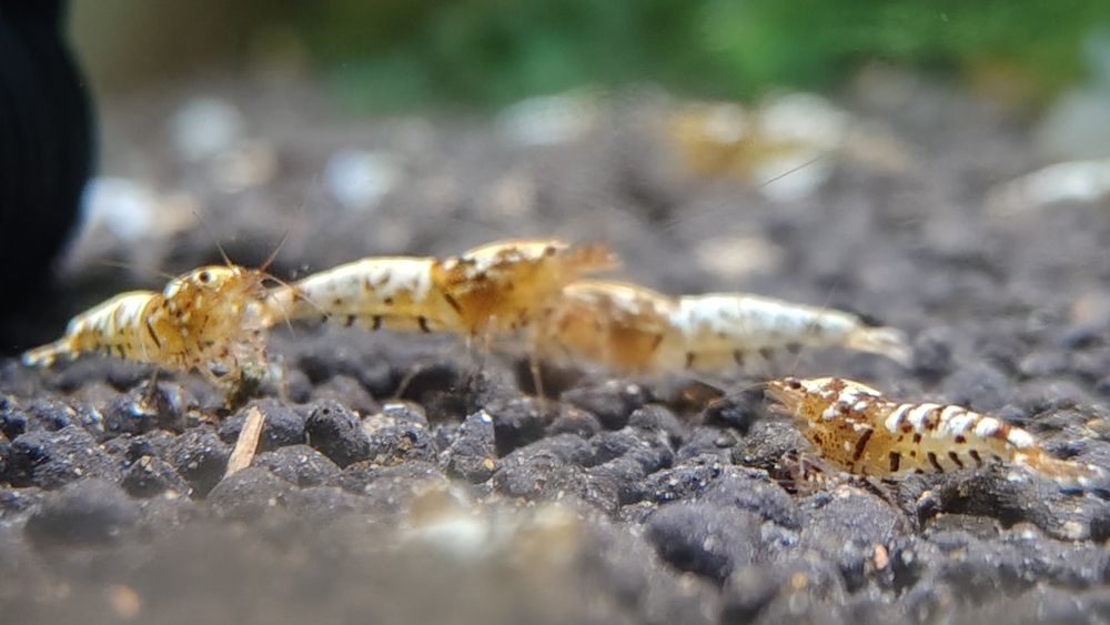 Krewetki Galaxy Caridina