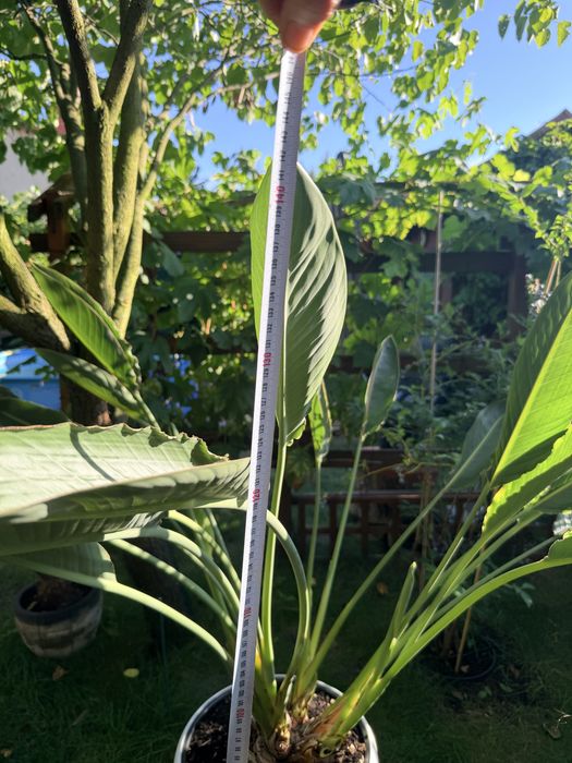Strelicja Regina - 140 cm