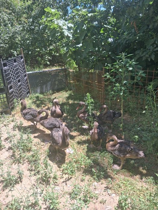 Cisnes de 2025  casais ou em separado