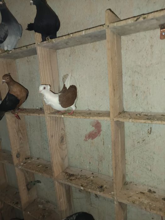 Sprzedam gołębie mewki 4 sztuki MOŻLIWOŚĆ DOWOZU