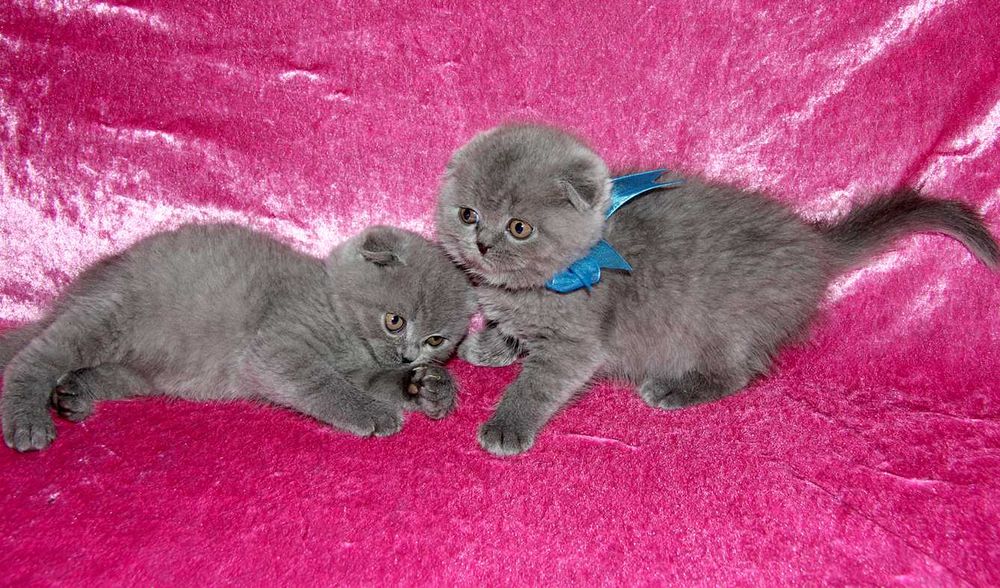 Шотландские вислоухие котята