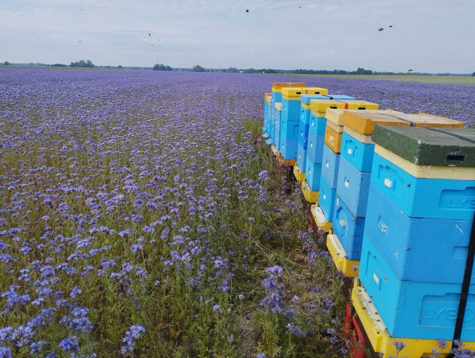 Rodziny pszczele, ramka Wielkopolska/Ostrowskiej