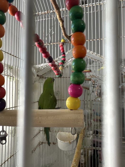 Filhote ringneck