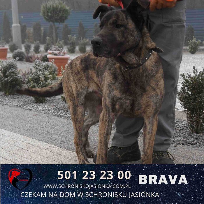 Brava do adopcji – Schronisko Jasionka