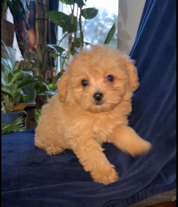 POMAPOO PIESEK Pomeranian pudel toy